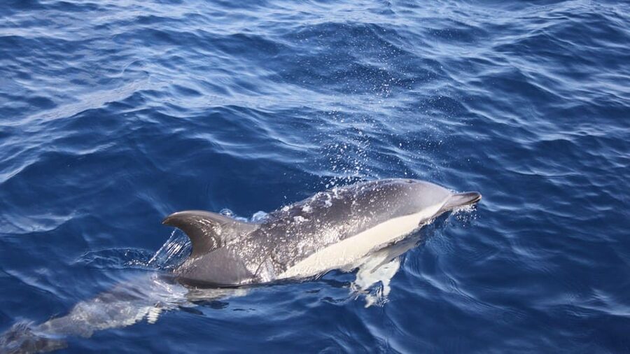 Lanzarote: 2.5-Hour Sunset and Dolphins Cruise - Hotel pickup can save a lot of hassle