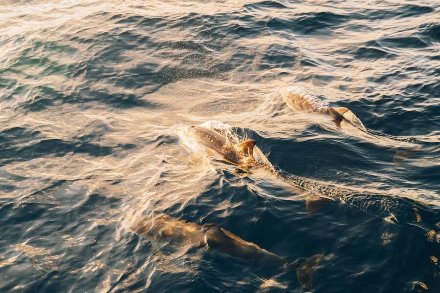 Lanzarote: Dolphin-Watching Sunset Cruise with Transfers - Sunset over Lanzarote’s volcanic coast
