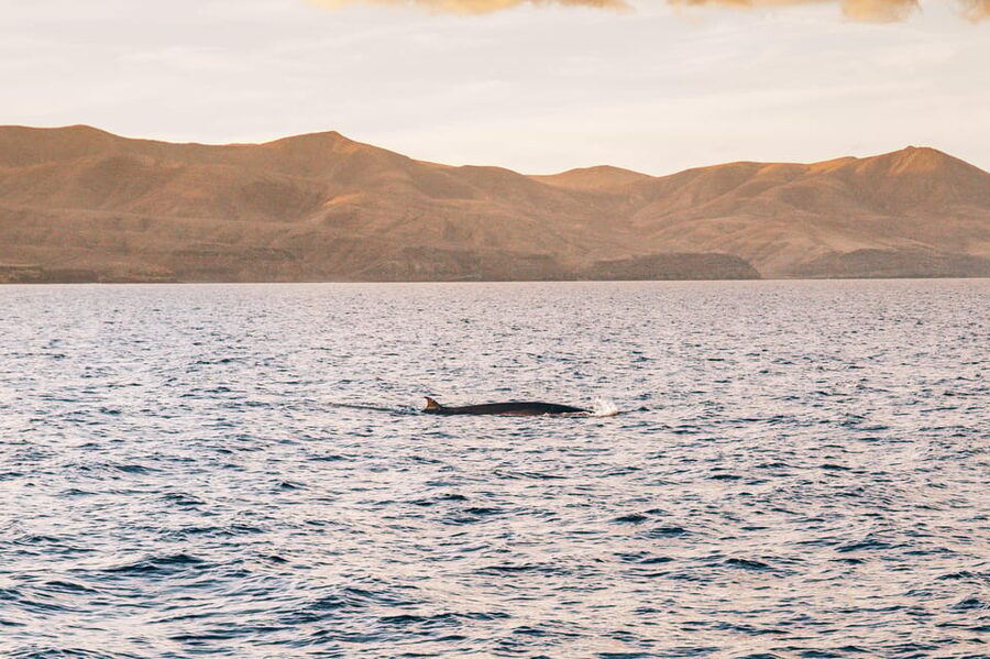 Lanzarote: Dolphin-Watching Sunset Cruise with Transfers - The dolphin search: exciting, but never certain
