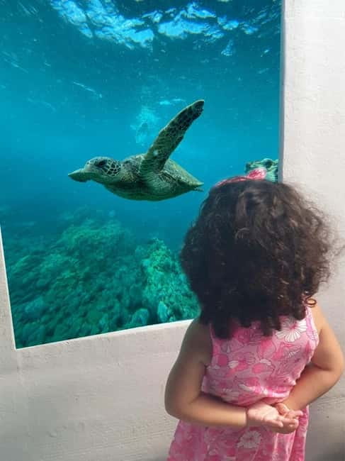 Larnaca: Yellow Submarine Mini Cruise with a Swim Stop - Seeing the MS Zenobia through the underwater cabin