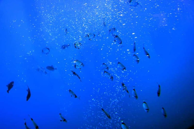 Larnaca: Yellow Submarine Swim Cruise with Unlimited Drinks - The Underwater Cabin and Marine Life Viewing