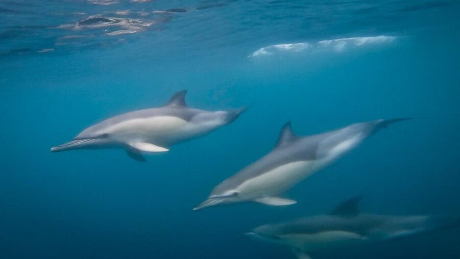 Lisbon: Dolphin Watching with Marine Biologist - Small Group - Key things to know before you go
