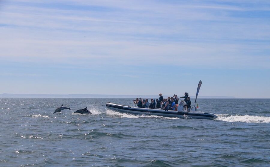 Lisbon: Dolphin Watching with Marine Biologist - Small Group - Practical tips for a better day on the water