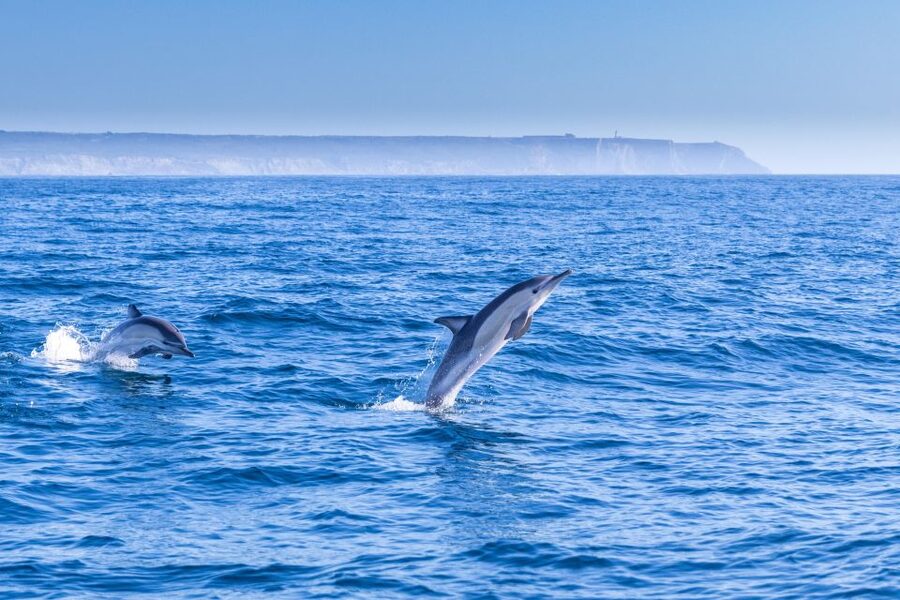 Lisbon: Dolphin Watching with Marine Biologist - Small Group - Starting beneath the 25 de Abril Bridge