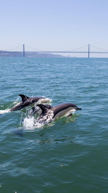 Lisbon: Dolphin Watching with Marine Biologist - Small Group - Into the Atlantic in search of dolphins