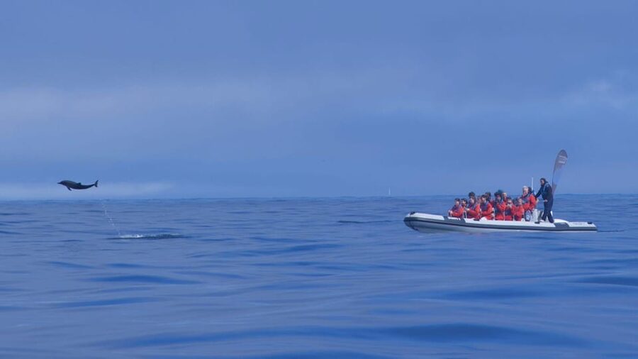Lisbon: Dolphin Watching with Marine Biologist - Small Group - What the research connection adds