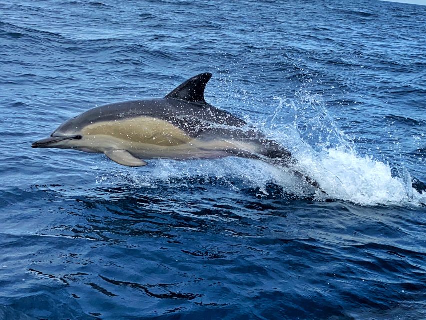 Lisbon: Dolphin Watching with Marine Biologist - Small Group - Fort of São Lourenço do Bugio from the water