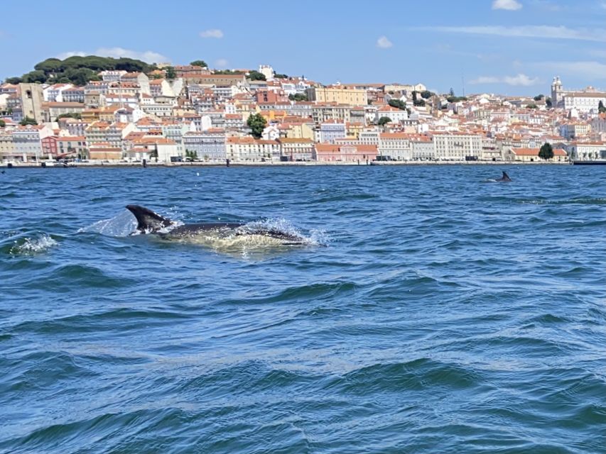 Lisbon: Dolphin Watching with Marine Biologist - Small Group - Is $61 good value for three hours?