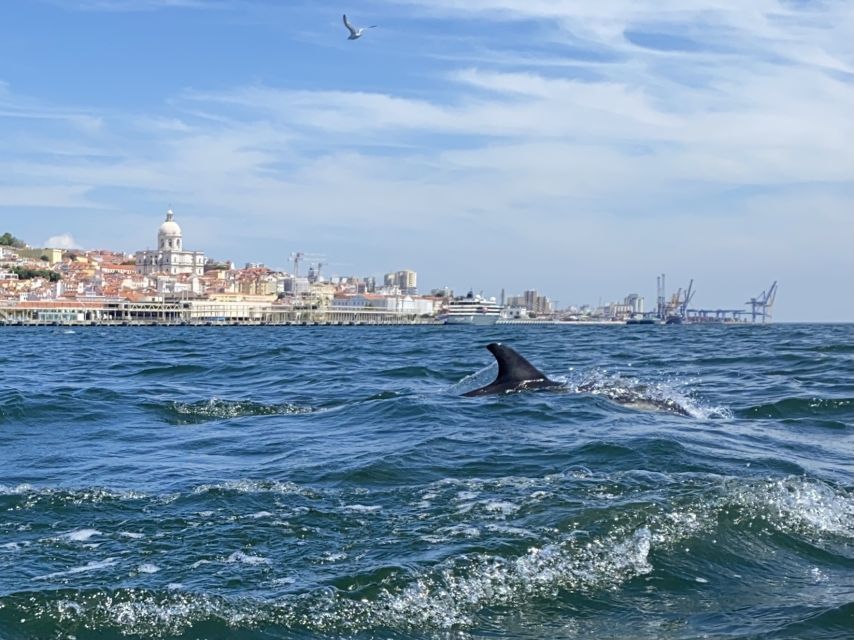Lisbon: Dolphin Watching with Marine Biologist - Small Group - Who will enjoy this boat trip most?