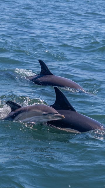 Lisbon: Dolphin Watching with Marine Biologist - Small Group - Leaving Doca de Santo Amaro for the Tagus