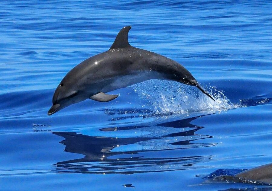 Lisbon: Tagus River Cruise to the Ocean & Dolphin Watching - What the $38 price really buys