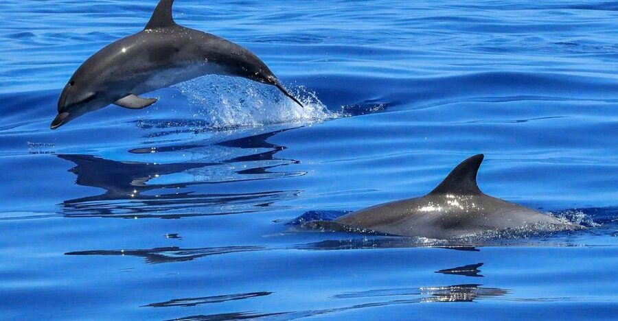 Lisbon: Tagus River Cruise to the Ocean & Dolphin Watching - From Lisbon’s ferry terminal to open water