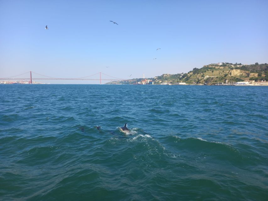 Lisbon: Tagus River Cruise to the Ocean & Dolphin Watching - Belém Tower and the return along Lisbon