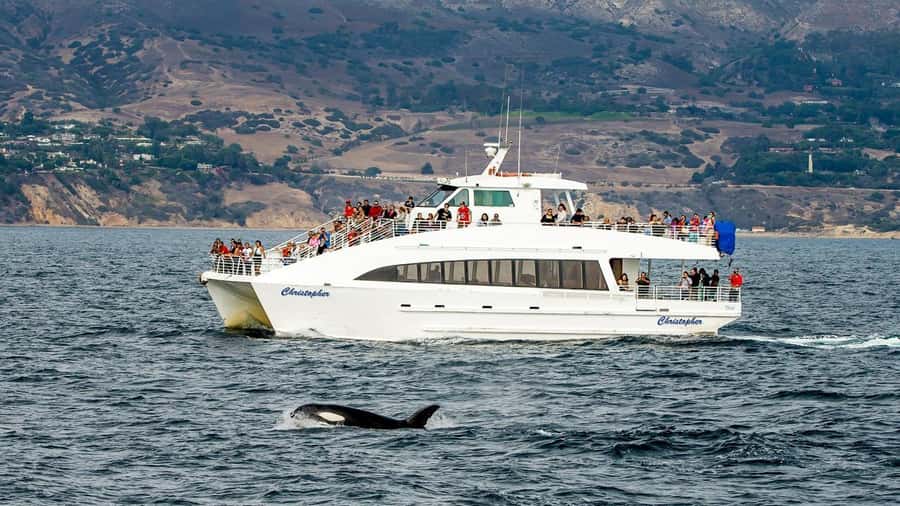 Long Beach: Whale and Dolphin Watching Cruise - Quick facts about the Long Beach cruise