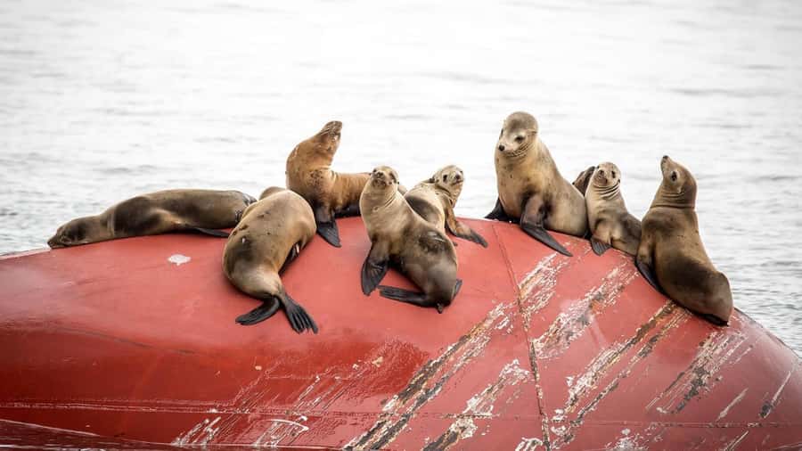 Long Beach: Whale and Dolphin Watching Cruise - What you might see beyond the harbor
