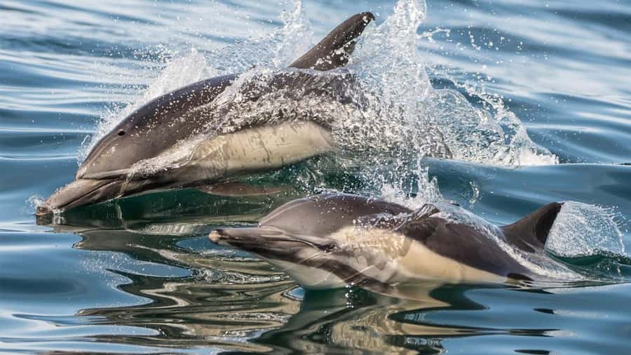 Long Beach: Whale and Dolphin Watching Cruise - A boat built for watching, not just getting there