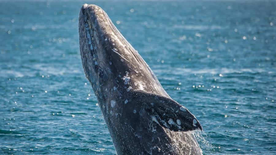 Long Beach: Whale and Dolphin Watching Cruise - Cold wind, flat seas, and the right clothing