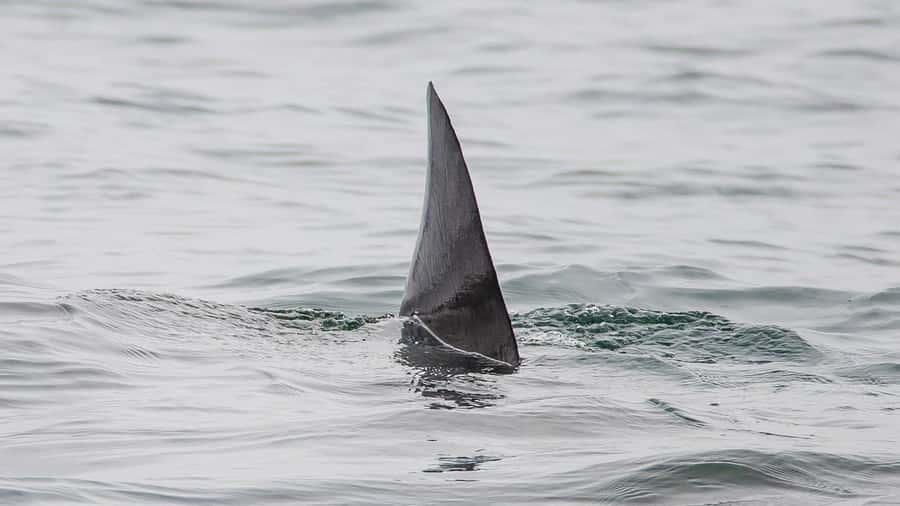 Long Beach: Whale and Dolphin Watching Cruise - How the 150 minutes usually feels