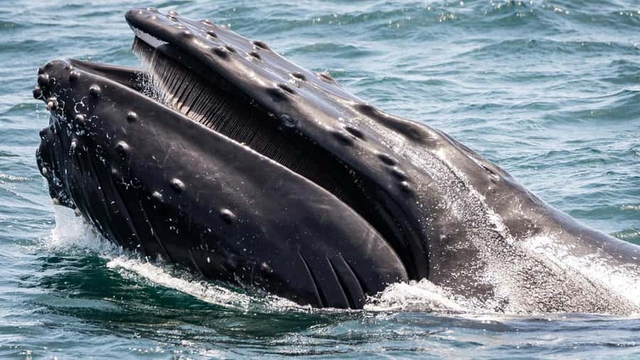 Long Beach: Whale and Dolphin Watching Cruise - Who will enjoy this cruise most