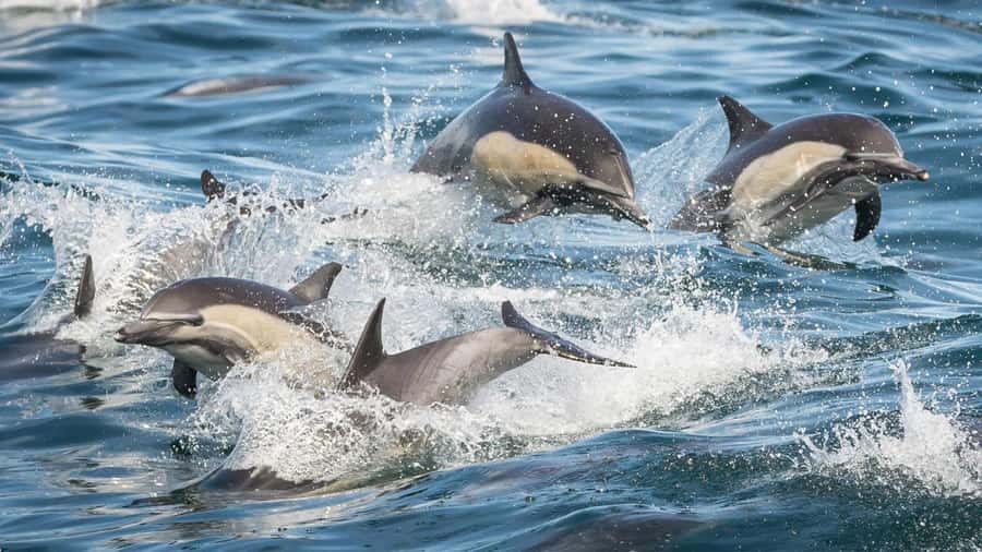 Long Beach: Whale and Dolphin Watching Cruise - Should you book the Long Beach whale cruise?