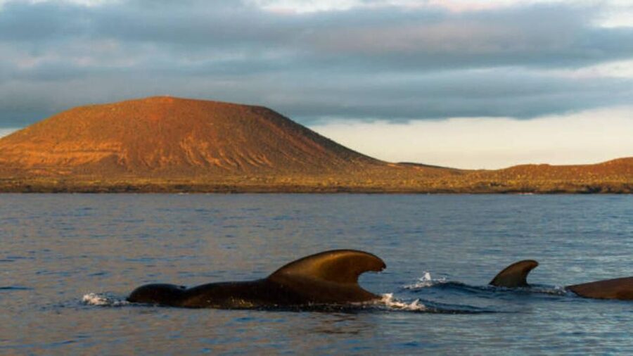 Los Cristianos: Eco Yacht Whale Watching Tour at Sunset - FAQ