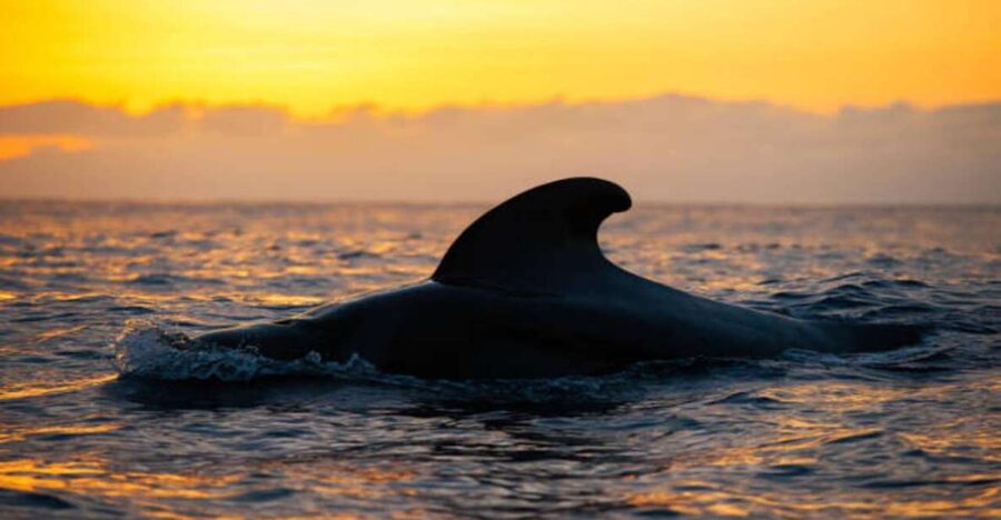 Los Cristianos: Eco Yacht Whale Watching Tour at Sunset - Why the Travelin Lady feels different