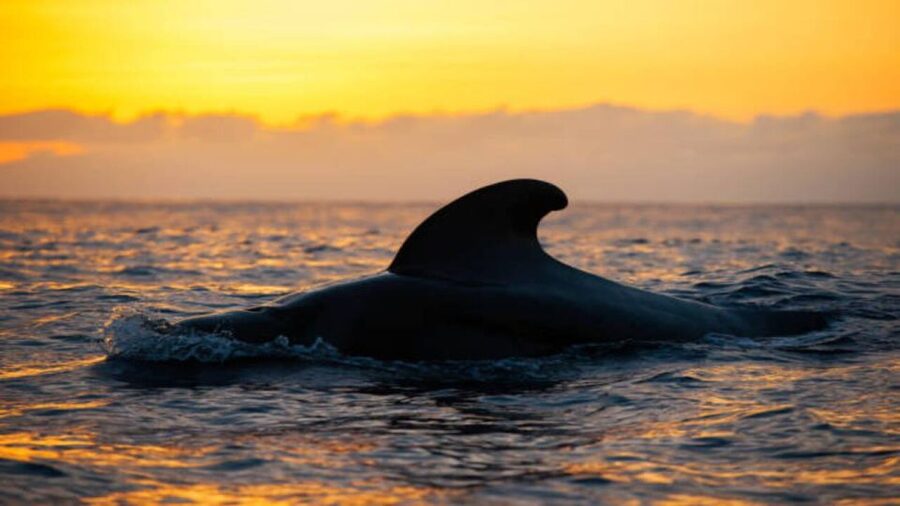 Los Cristianos: Eco Yacht Whale Watching Tour at Sunset - Whale and dolphin watching without a chase