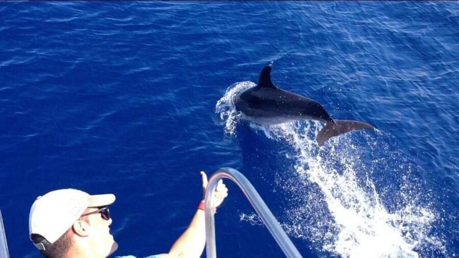Los Cristianos: Eco Yacht Whale Watching Tour at Sunset - What the $17 price really gets you