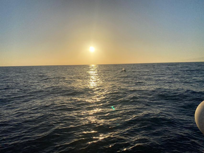 Los Cristianos: Eco Yacht Whale Watching Tour at Sunset - Should you book the sunset whale-watching cruise?