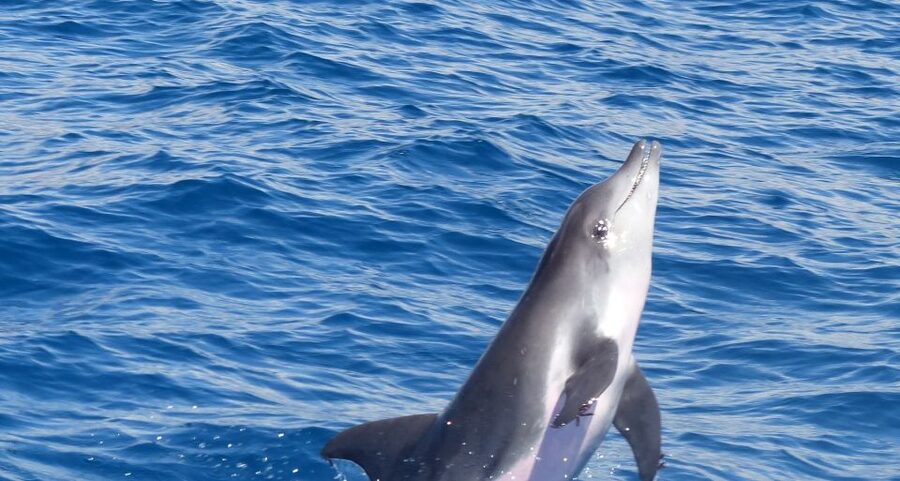 Los Cristianos Respectful No-Chase Whale and Dolphin Safari - Key points before you board