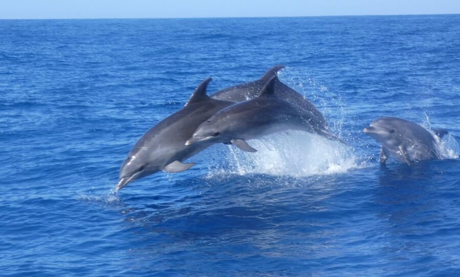 Los Cristianos Respectful No-Chase Whale and Dolphin Safari - Conservation and the ticket price