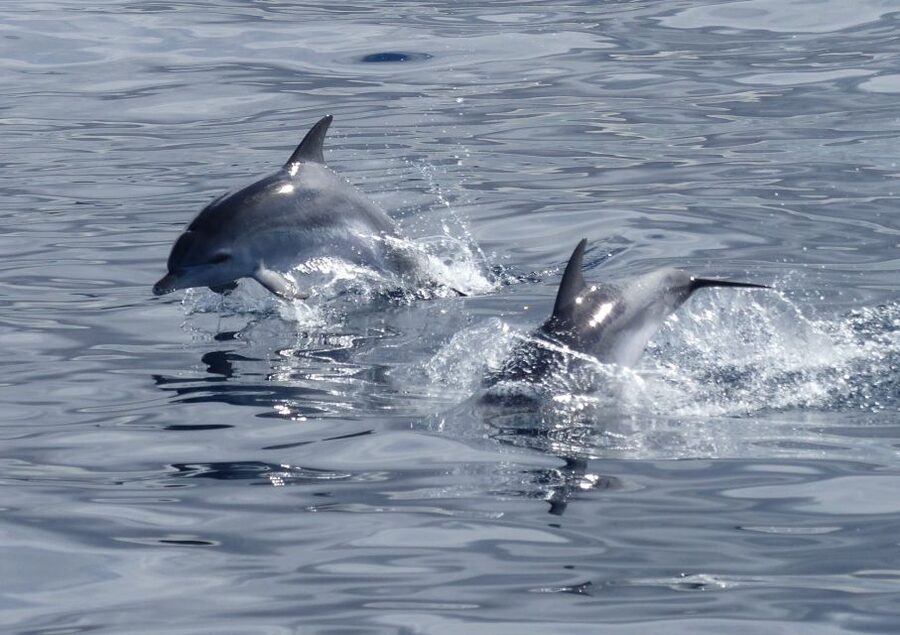 Los Cristianos Respectful No-Chase Whale and Dolphin Safari - Setting out from Puerto Los Cristianos