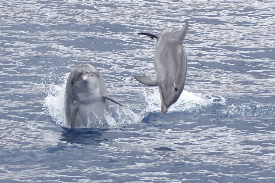 Los Cristianos Respectful No-Chase Whale and Dolphin Safari - Wildlife watching without pursuit