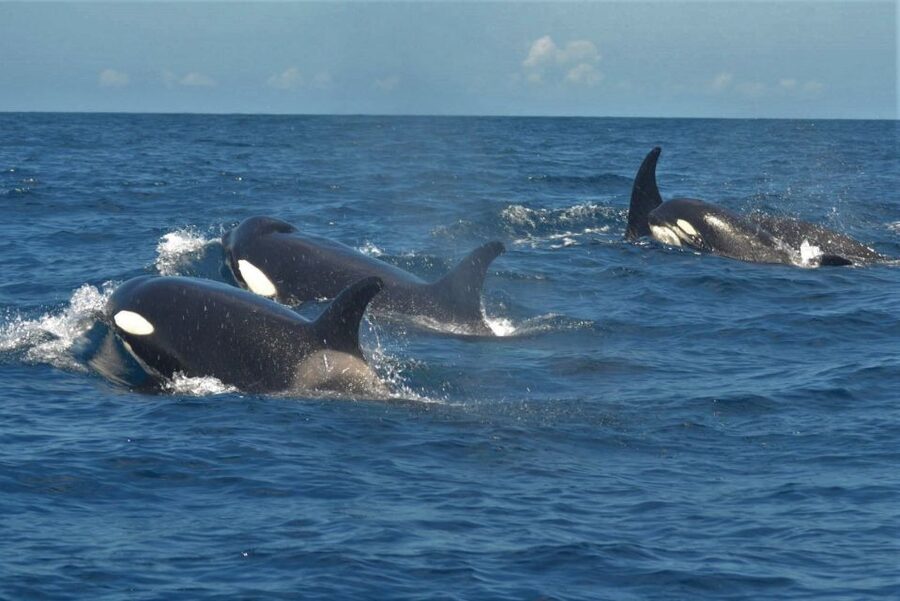Los Cristianos Respectful No-Chase Whale and Dolphin Safari - Why the boat’s licenses matter