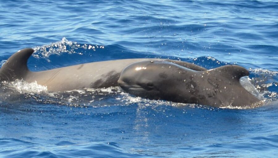 Los Cristianos Respectful No-Chase Whale and Dolphin Safari - Open decks, indoor shelter, and seating