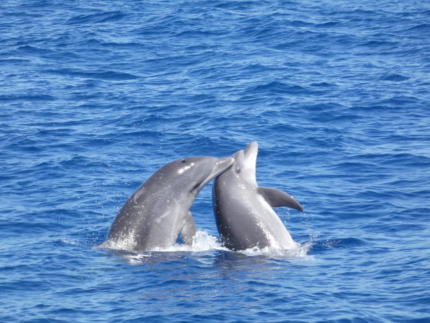 Los Cristianos Respectful No-Chase Whale and Dolphin Safari - Sea conditions and motion sickness