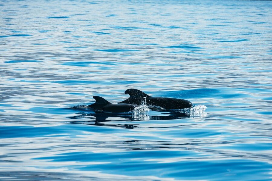 Los Cristianos Respectful No-Chase Whale and Dolphin Safari - Why there is no swimming stop