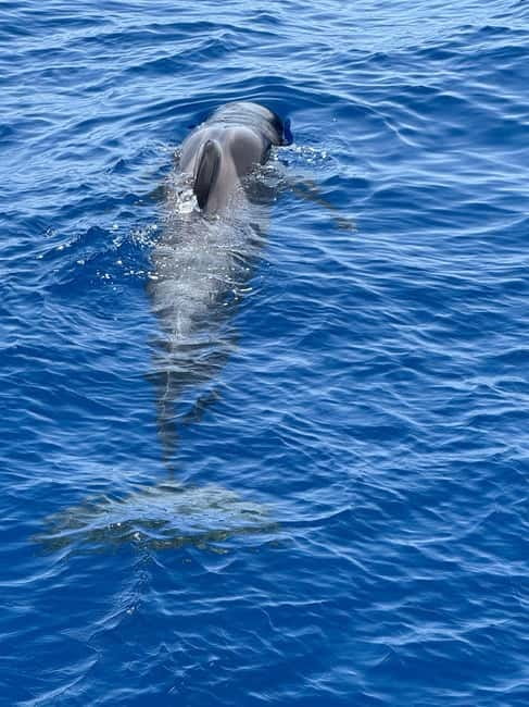 Los Cristianos: Viking Cruise Whales & Dolphins Watching - Key points to know before you book