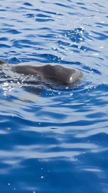 Los Cristianos: Viking Cruise Whales & Dolphins Watching - Setting sail from Los Cristianos Harbour