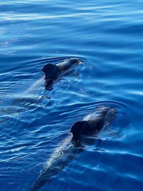 Los Cristianos: Viking Cruise Whales & Dolphins Watching - Accessibility and who should take this cruise