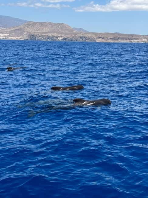 Los Cristianos: Viking Cruise Whales & Dolphins Watching - Booking details worth keeping in mind