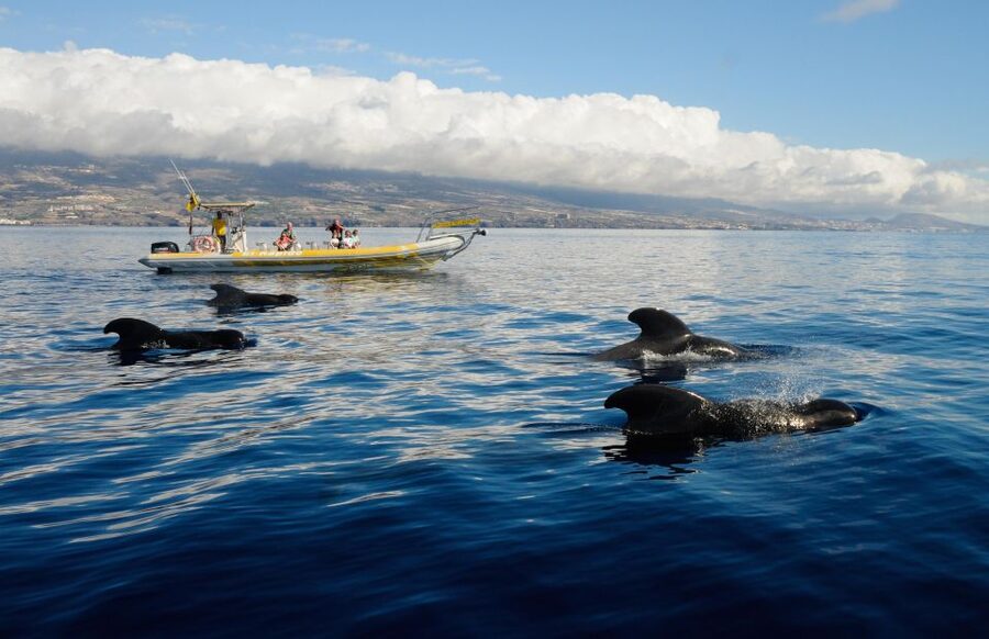Los Gigantes: Dolphin and Whale Watching Cruise by Speedboat - Six things worth knowing before you book