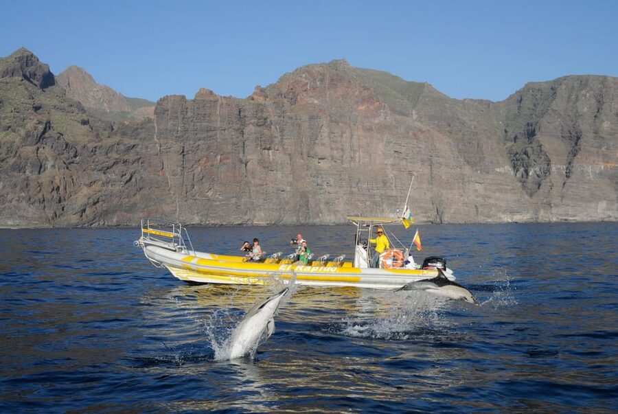 Los Gigantes: Dolphin and Whale Watching Cruise by Speedboat - Leaving Los Gigantes port in a 12-seat speedboat