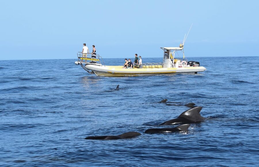 Los Gigantes: Dolphin and Whale Watching Cruise by Speedboat - What the guides add to the trip