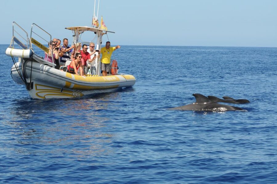 Los Gigantes: Dolphin and Whale Watching Cruise by Speedboat - Who should choose this boat trip?