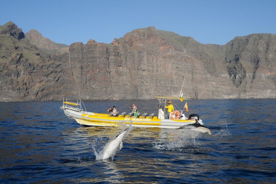 Los Gigantes: Dolphin and Whale Watching Cruise by Speedboat - Practical tips for a smoother departure