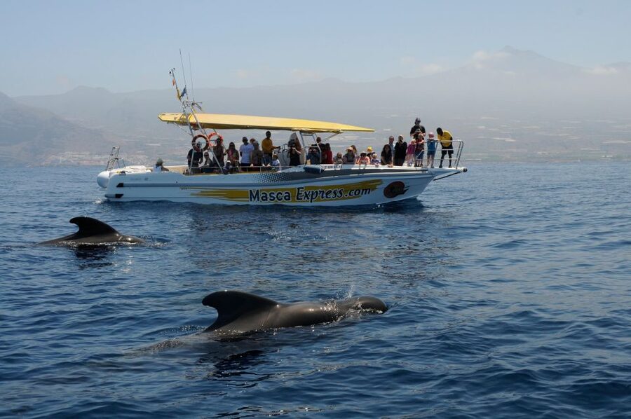Los Gigantes: Dolphin & Whale Watching Cruise with Swim Stop - How the two hours are divided