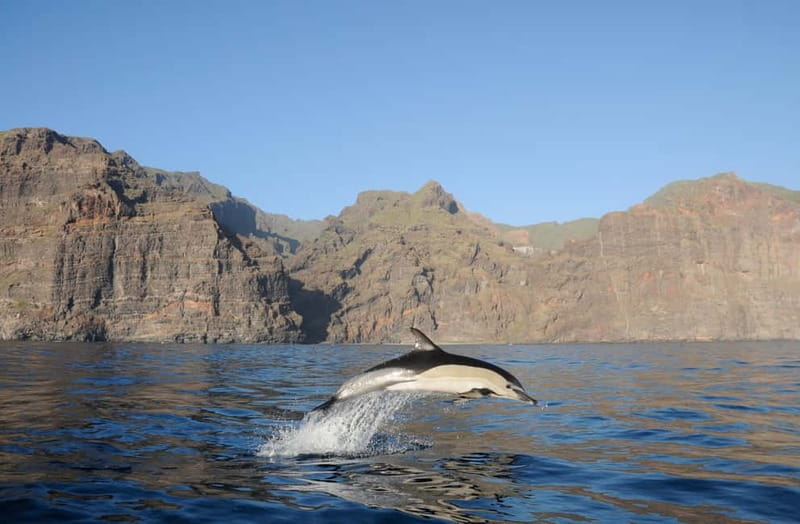 Los Gigantes: Dolphin & Whale Watching Tour on a Pirate Boat - Key points at a glance