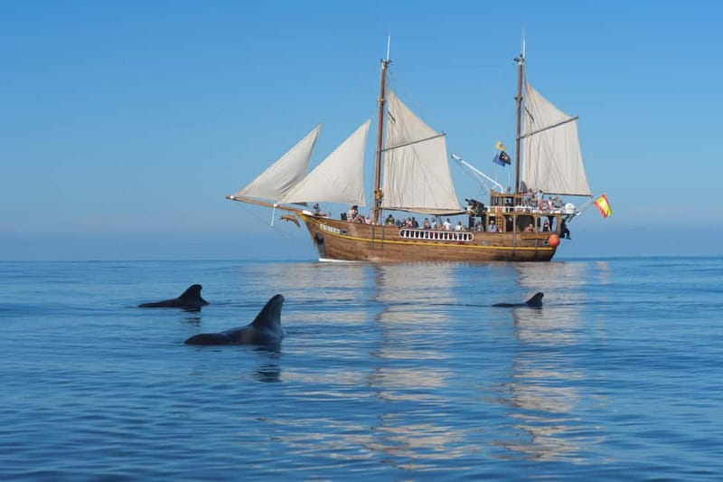 Los Gigantes: Dolphin & Whale Watching Tour on a Pirate Boat - The cliffs of Los Gigantes and Masca from the water