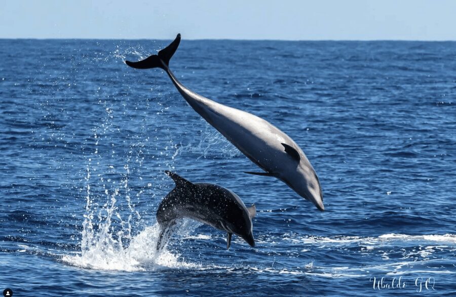 Los Gigantes: Dolphin & Whale Watching Tour on a Pirate Boat - Who should book the Flipper Uno?
